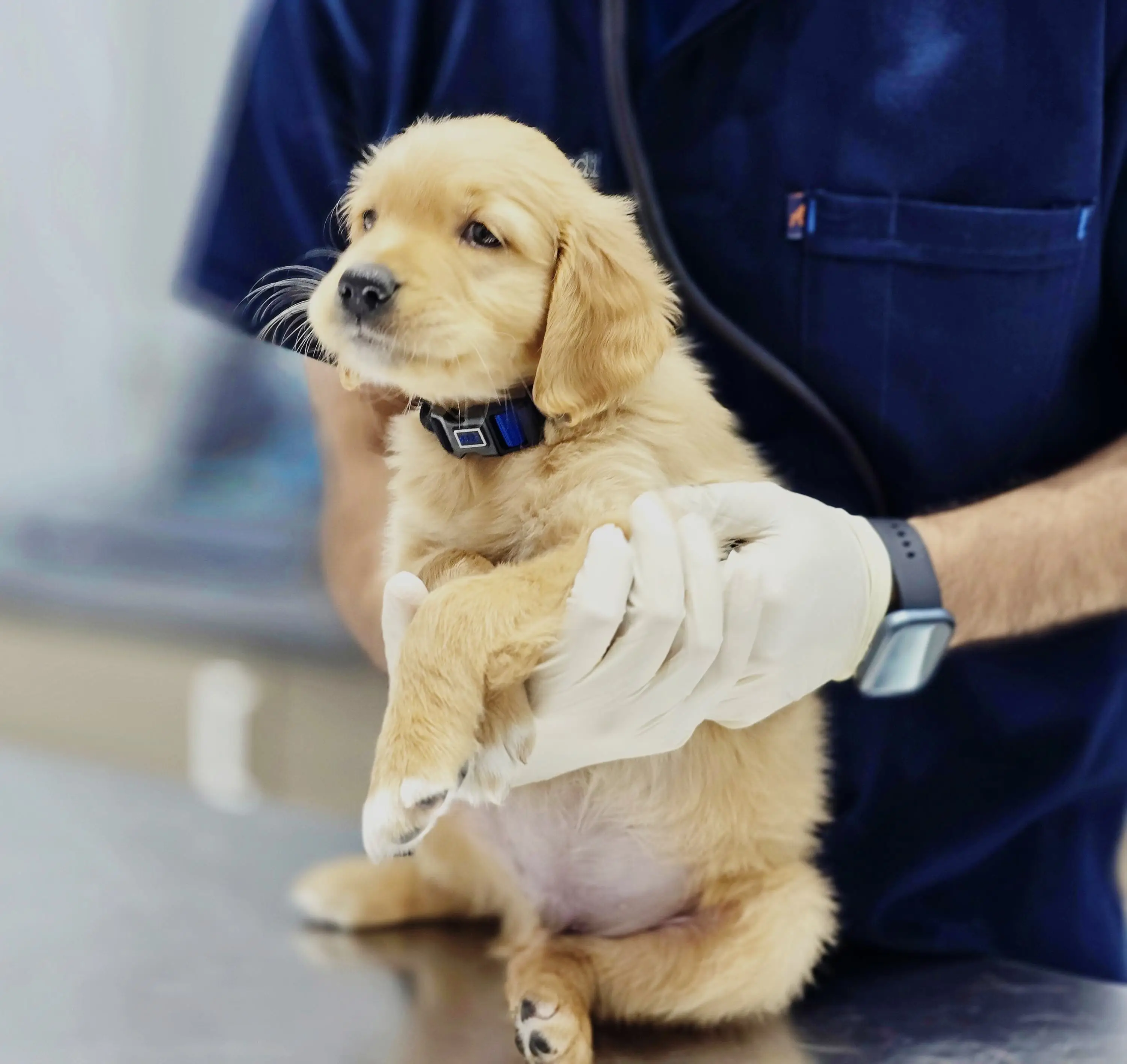 A veterinarian examining a golden retriever puppy on the consult table at Petbook Veterinary Clinic in Al Quoz, Dubai