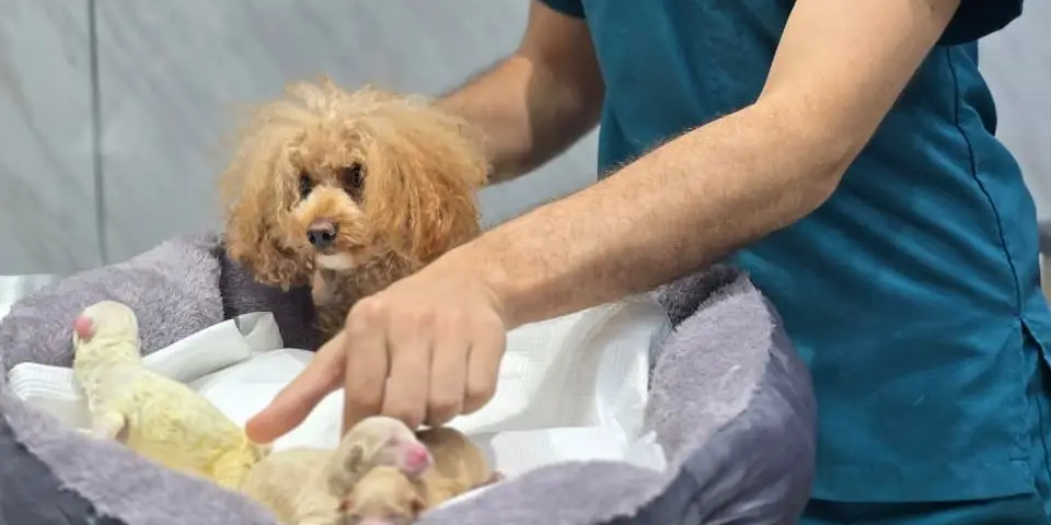 A Petbook vet caring for a poodle and her newborn puppies at the clinic in Al Quoz 3, Dubai