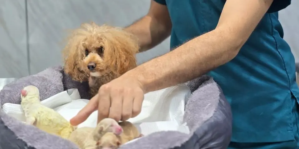 A Petbook veterinarian in teal scrubs checking an apricot toy poodle and her newborn puppies in a soft bed
