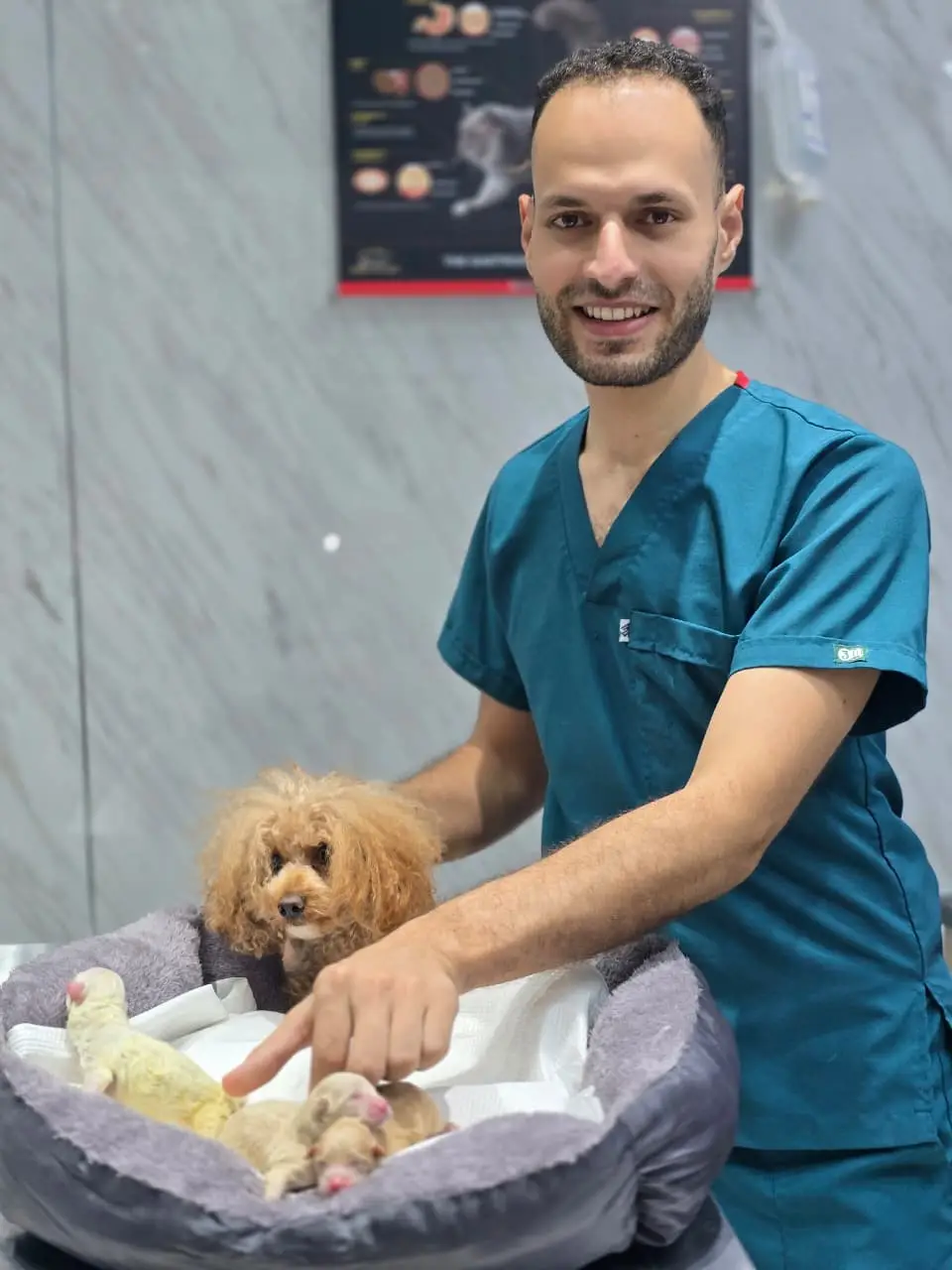 A Petbook vet caring for a poodle and her newborn puppies