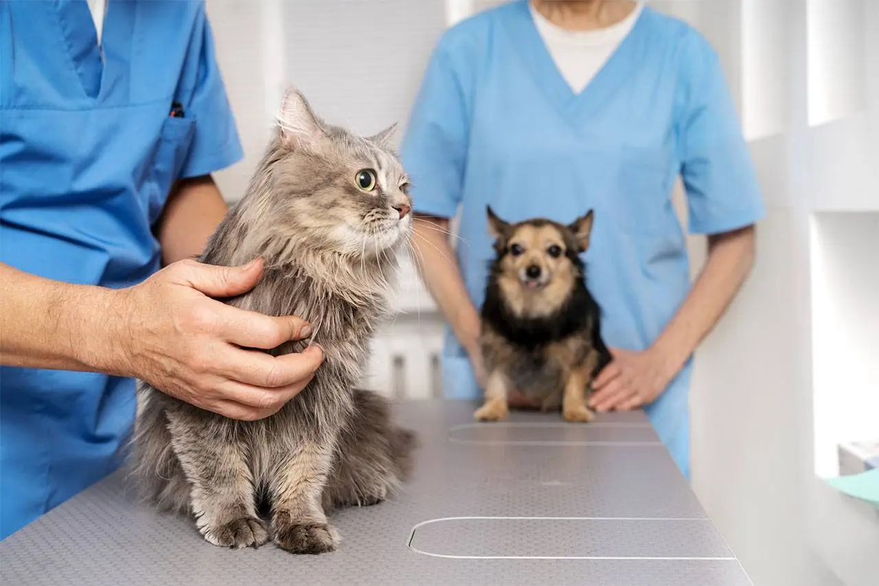 Two Petbook vets examining a cat and a small dog together at the clinic in Al Quoz, Dubai