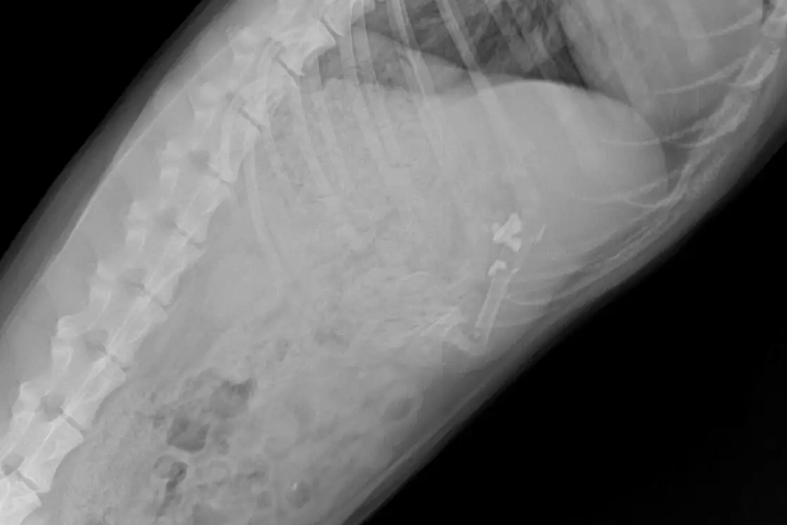 A digital chest X-ray of a dog taken on the clinic X-ray unit in Al Quoz, Dubai