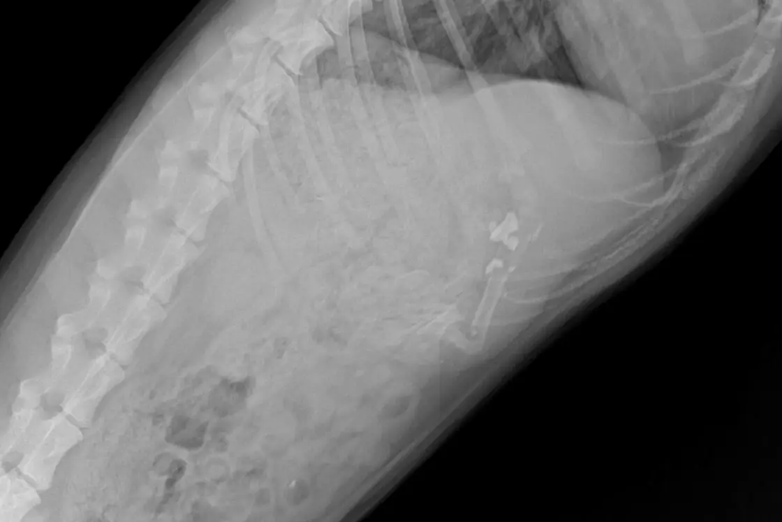 A digital chest X-ray of a dog taken at Petbook Vet Clinic in Al Quoz, Dubai