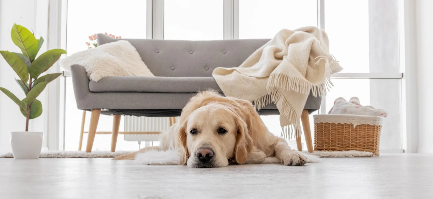A large light-coated dog lying on the floor of a bright apartment living room beside a sofa.