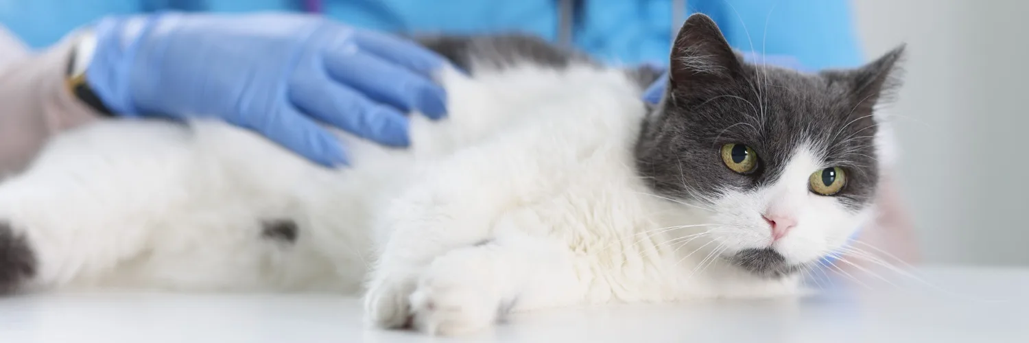 A grey and white cat lying calmly on a clinic table under a gloved hand.