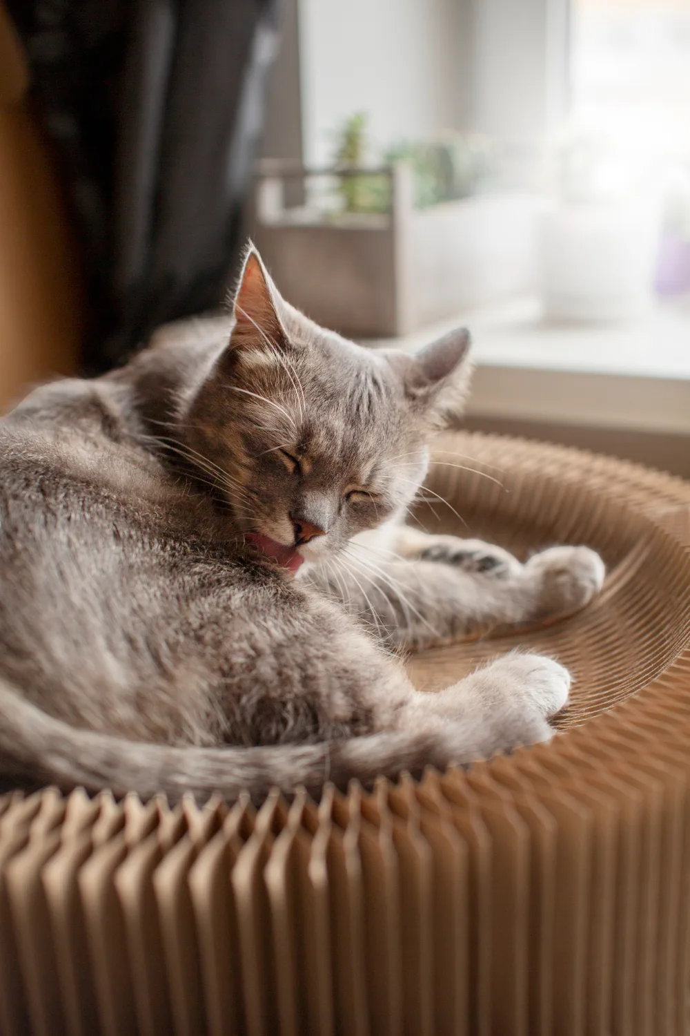 A grey cat curled in a round bed, licking its own shoulder.