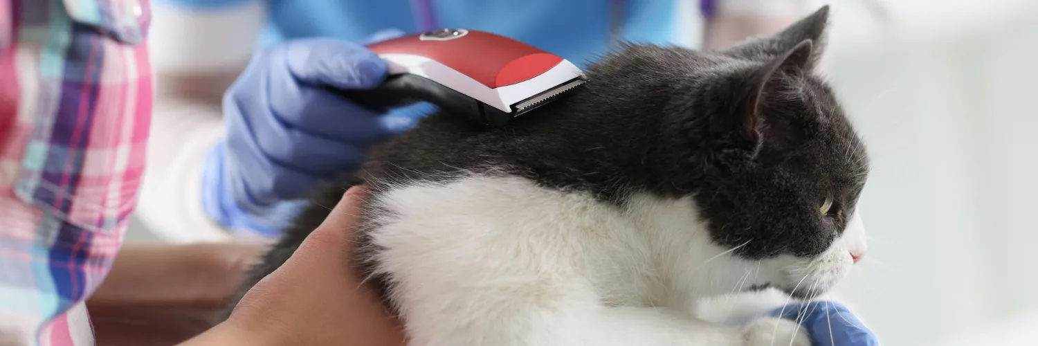 A gloved hand running electric clippers along the back of a black and white cat.
