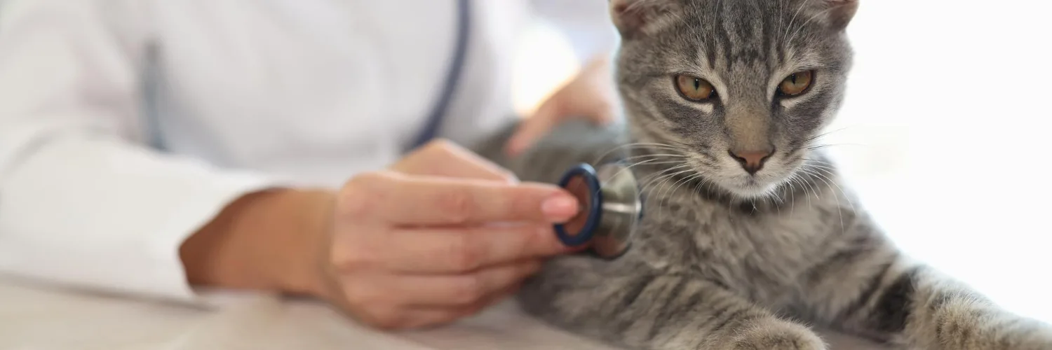 A gloved hand rests on a grey and white cat lying on a clinic exam table.