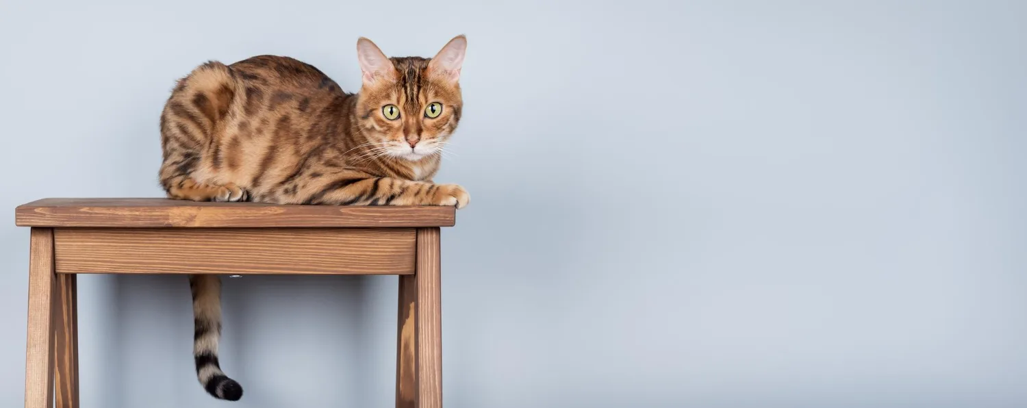 A spotted cat crouches on top of a tall wooden stool against a plain wall.