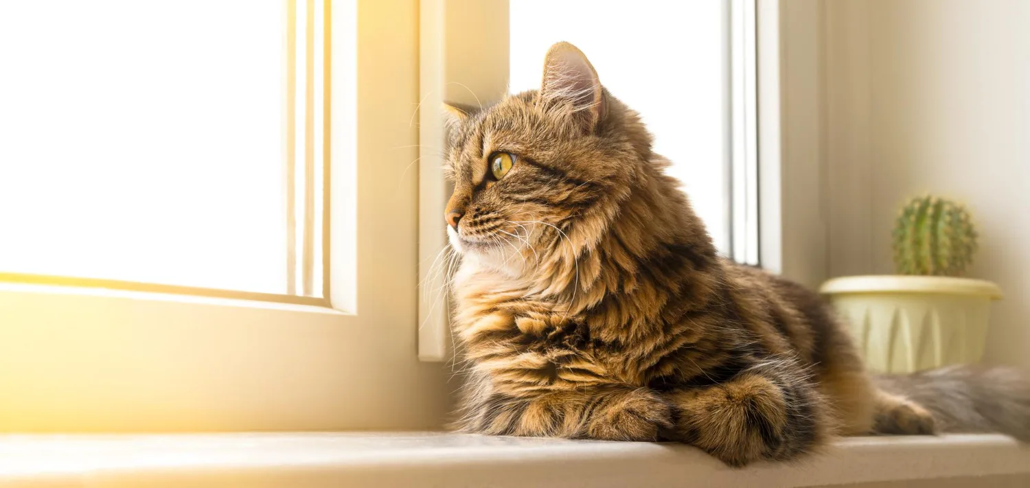 A long-haired cat sitting on a sunlit window sill, looking out through the glass.
