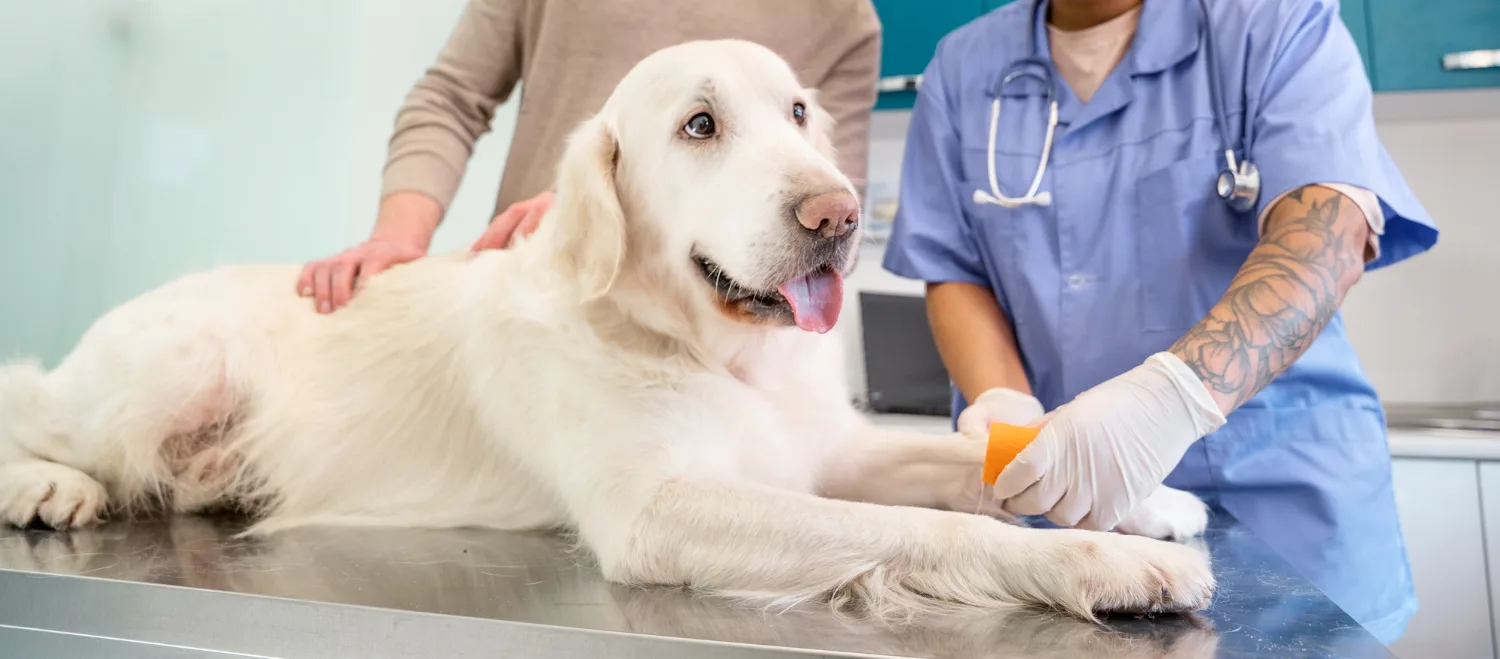 A person in scrubs places an intravenous line in a large dog's foreleg on a steel table.