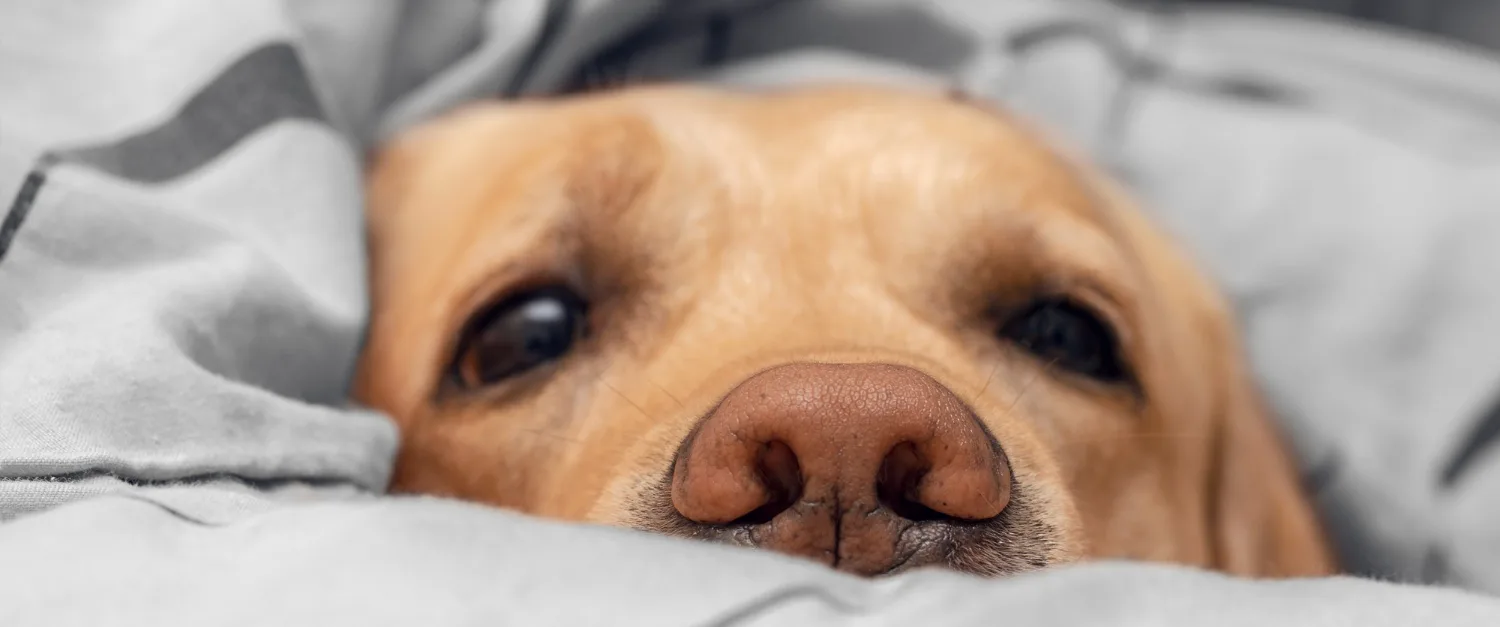 A pale golden dog resting with its head on a grey blanket, eyes half closed